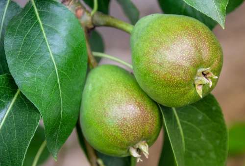 Pear Fruit Fruit Tree Food Eat Healthy Leaves
