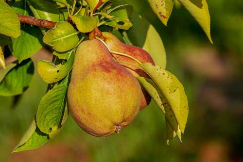 Pear Immature Fruit Growth Kernobstgewaechs