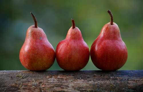 Pears Red Branch Pyrus Communis Food Fresh Fruit