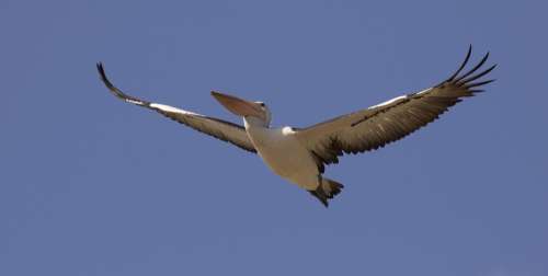 Pelican Bird Nature Australia Wildlife Wing Wild