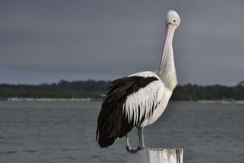 Pelican Seabird Wildlife Beak Aquatic Waterbird