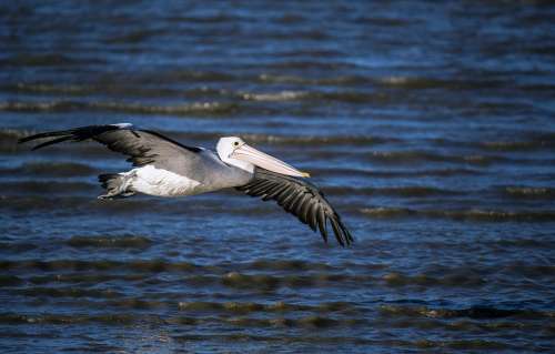 Pelican Sea Fly Flight Nature Bird Ocean Wild