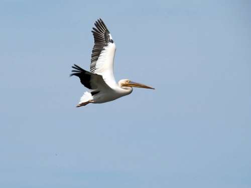 Pelican Flight Pelecanus Pelecanidés Bird White