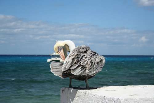 Pelican Bird Mexico Cozumel Yucatan