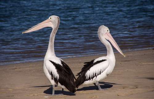 Pelicans Sea Beach Bird Black White Feathers