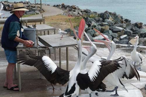 Pelicans Feeding Natural Fishing Beaks Wildlife