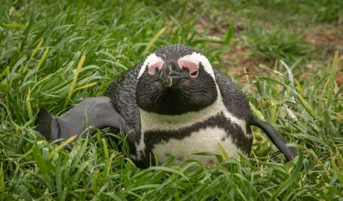 Penguin Donkey Penguin South Africa Boulders Beach