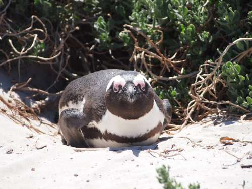 Penguin South Africa Star Beach Water Bird Animal