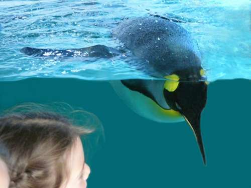 Penguin Bird Animal Zoo Observation Diving
