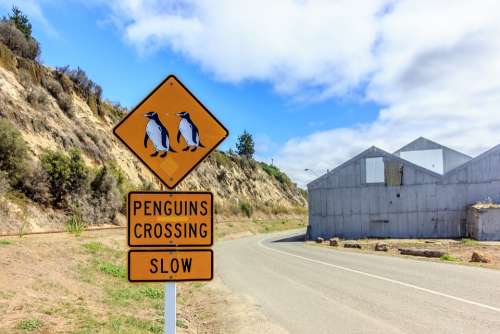 Penguins Sign Penguins Crossing Signage Slow