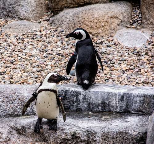 Penguins Animals Birds