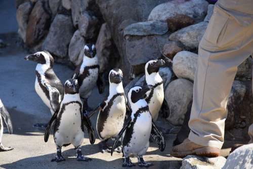 Penguins Zoo Birds Cool Cute Group Animal