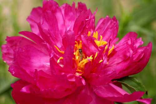 Peony Pink Flower Closeup Beautiful Flower Bloom