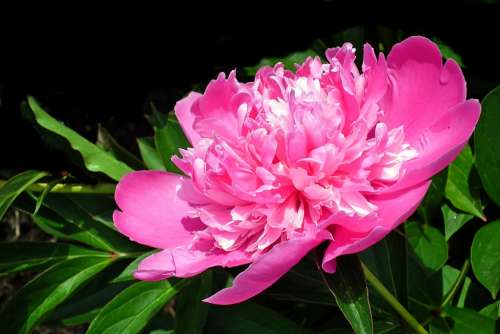 Peony Pink Flower Spring Summer Easter The Petals