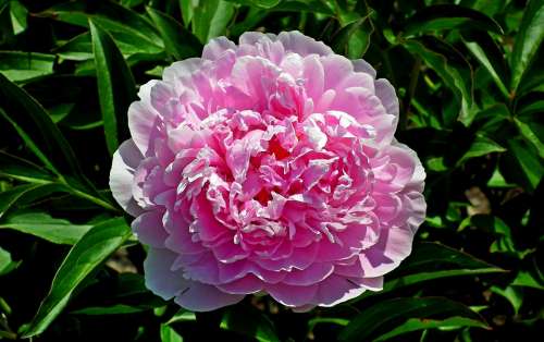 Peony Flower Pink Spring Romantic Garden Lush