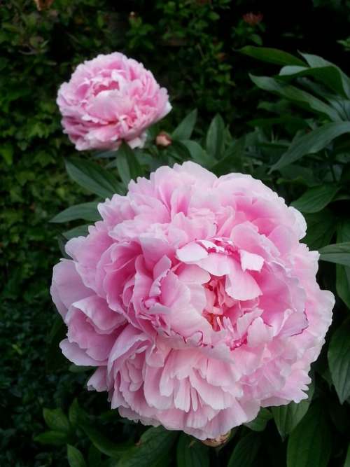 Peony Pink Bloom Flower Lush