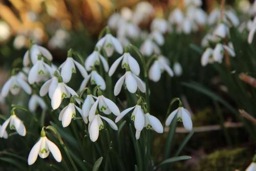 Perce-Neige White Flowers Flowering Bulb Spring
