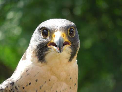 Peregrine Falcon Raptor Nature Close Up