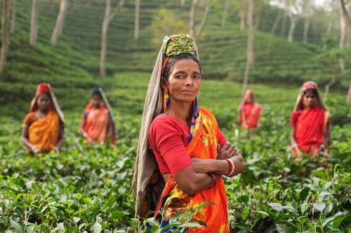 Person Woman India Fields Plantage Tea Plants