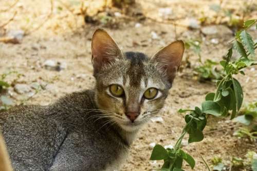 Pet Cat Domestic Face Kitten Cute Eye Look Eyes