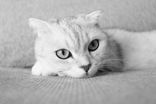 Pets Cat Folds Black And White Photo