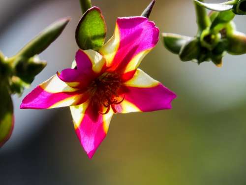 Petunia Balcony Flower Blossom Bloom Color