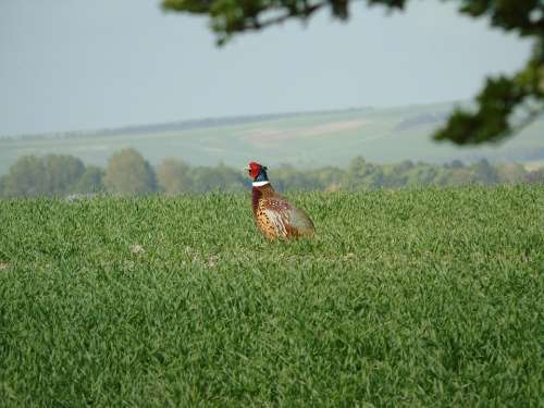 Pheasant Nesting Bird Watching British Birds
