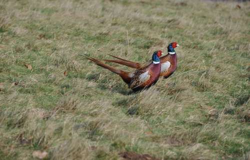 Pheasants Running Amusing Expresssion Wildlife