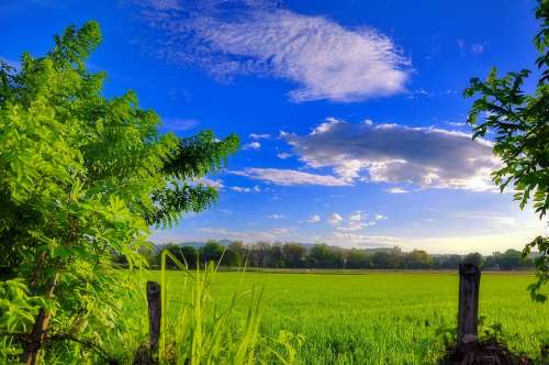 Philippines Tropical Landscape Green Fileds Plants