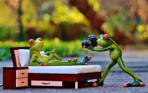 Photographer Frog Photo Shoot Funny Camera Fun