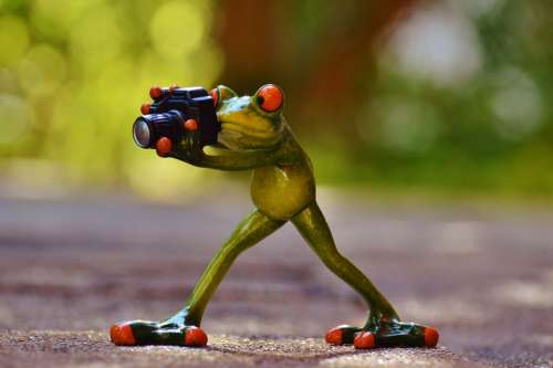 Photographer Frog Funny Green Animal Animal World