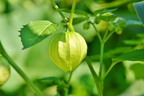 Physalis Bladder Cherry Plant Judenkirsche