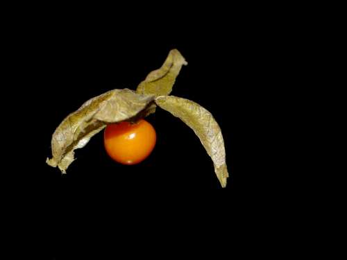 Physalis Vitamins Orange Fruit Exotic Healthy