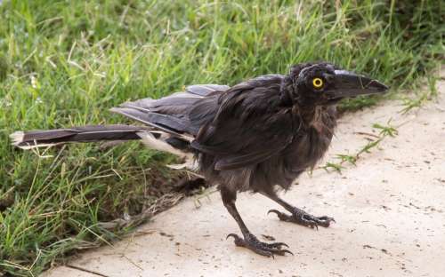 Pied Currawong Young Strepera Graculina Bird Black