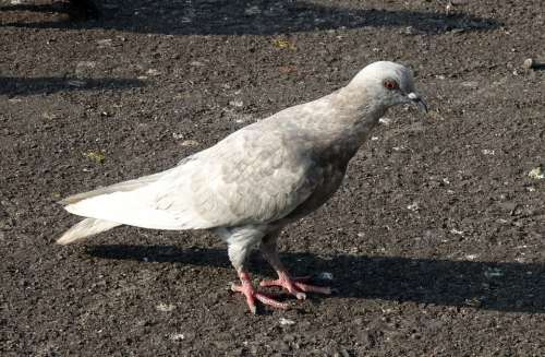 Pigeon Rock Pigeon Feral Morph Bird Dove Fauna