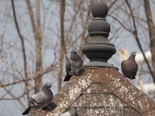 Pigeon Park New Birds