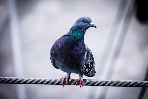 Pigeon Dove Bird Symbol Urban Animal Portrait