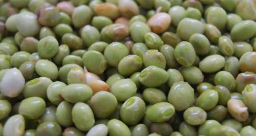 Pigeon Peas Pigeon Peas Green Green Peas Natural