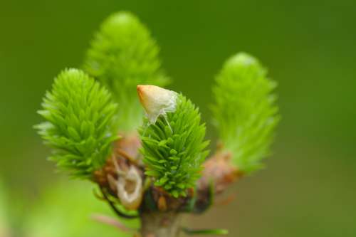 Pin Nature Macro Conifers Plant Spring Life