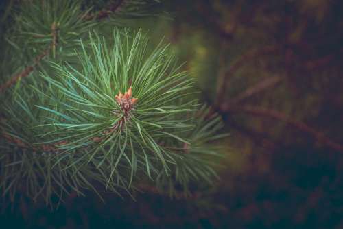 Pine Forest Branch Conifer Needles Tree