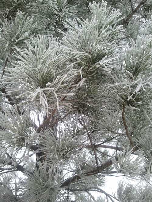 Pine Snow Winter Tree