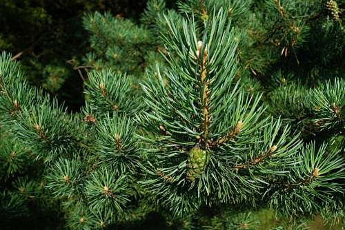 Pine Needles Macro Cone Unripe Branch Forest