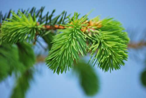 Pine Conifer Needles Green