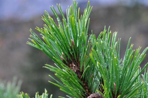 Pine Branch Conifer Needles Branch Tree Nature
