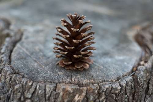 Pine Cone Stump Tree Closeup Pine