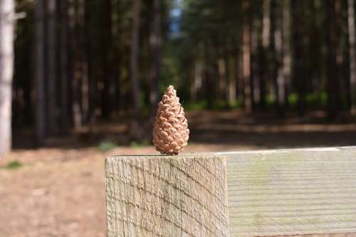 Pine Cone Woods England Outdoors Nature Lone