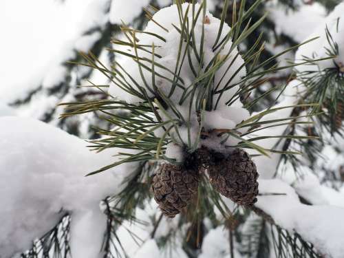 Pine Cone Pine Nature Christmas Evergreen Sprig
