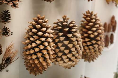 Pine Cone Nature Fruit Ornament Museum Exhibition