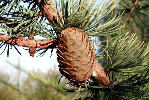 Pine Cone Spruce Needles Tree Green Cones Forest