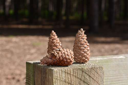 Pine Cones Three Woods England Forest Nature